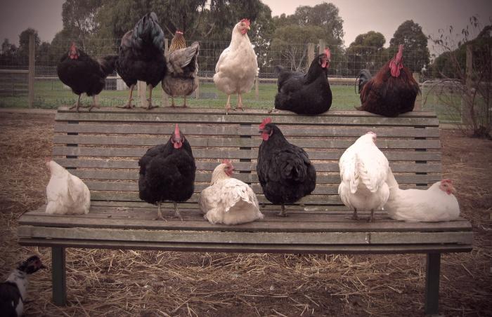 Bundoora Park Farm | Open