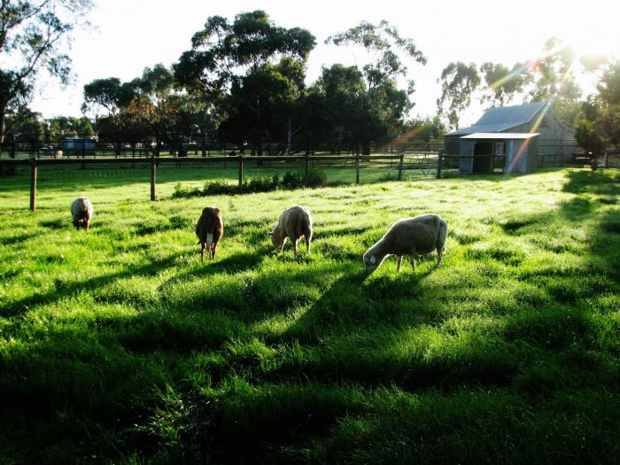 Bundoora Park Farm