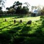 Bundoora Park Farm