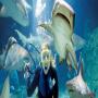 Melbourne Flexi Attraction Pass