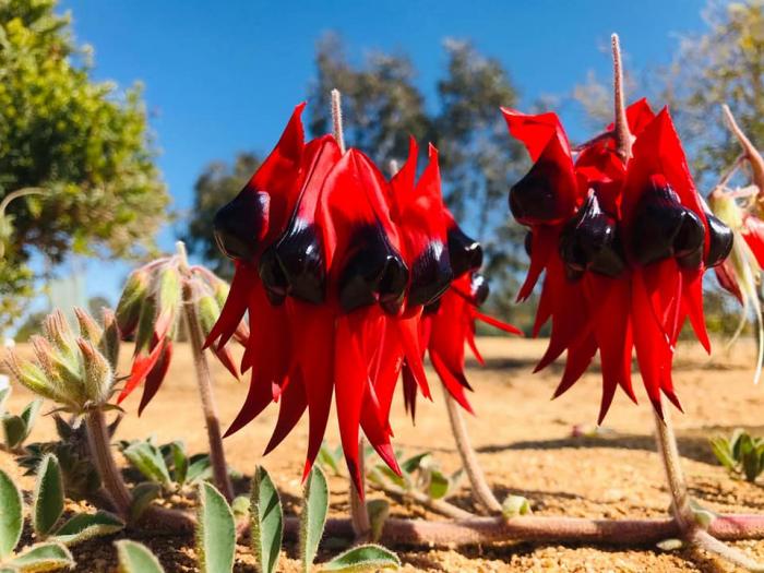 Melton Botanic Garden