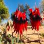 Melton Botanic Garden