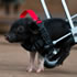 Baby Pig On Wheels