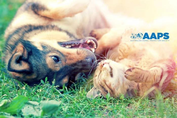 Australian Animal Protection Society