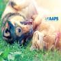 Australian Animal Protection Society