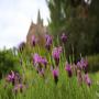 Abbotsford Convent | Heritage Garden and Grounds