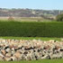 Avenel Maze