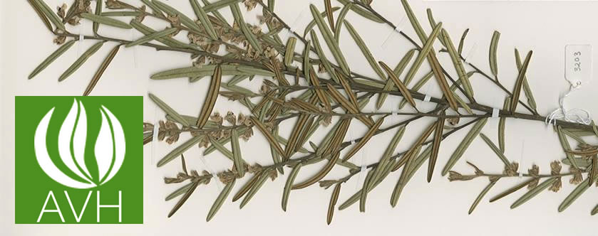 Australia's Virtual Herbarium