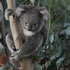 Australian Wildlife Tour at Melbourne Zoo