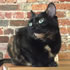 Cat Cafe Melbourne