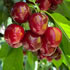 Lanidale Cherry Orchard - Wandin North