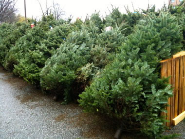 Christmas Trees (real) For Sale - Where to buy