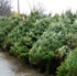 Christmas Trees (real) For Sale - Where to buy