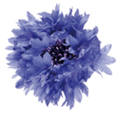 Cornflower