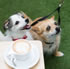 Dog Friendly Spots in Melbourne