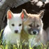 Dingo Discovery Sanctuary