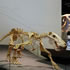 Dinosaur Walk @ Melbourne Museum