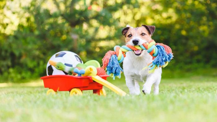 Melbourne Dog Parks Guide