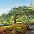 Dandenong Ranges Botanic Garden