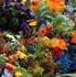 Drysdale Community Market