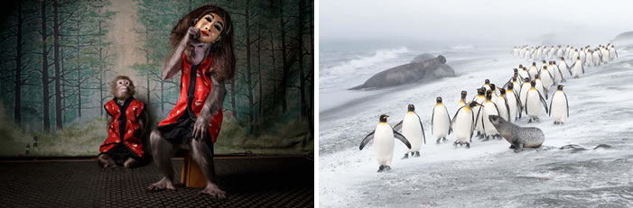 European Wildlife Photographer of the Year 2020