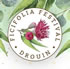 Drouin Ficifolia Festival 2026