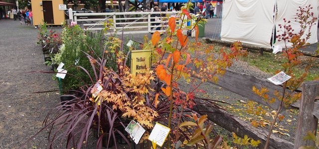 Gembrook Market