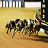 Greyhound Racing @ Beckley Geelong