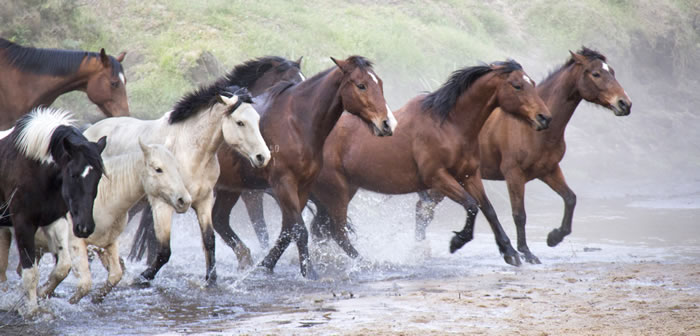Horses' Birthday 2025 Horses' Birthday 2025