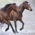 Horses' Birthday 2025