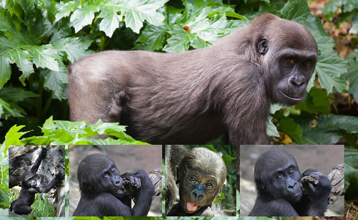 Baby Gorilla: Kanzi | Melbourne Zoo