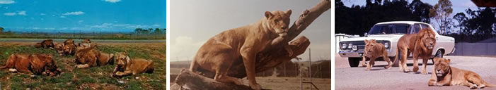 Bacchus Marsh Lion Park