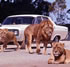 Bacchus Marsh Lion Park