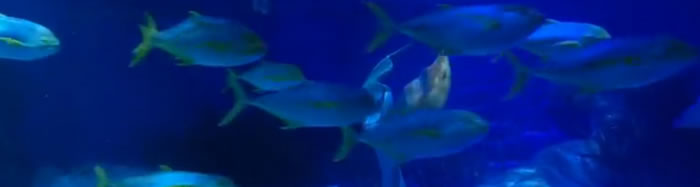 Relax in the Oceanarium: Special Sea Life Melbourne Live Stream Relax in the Oceanarium: Special Sea Life Melbourne Live Stream