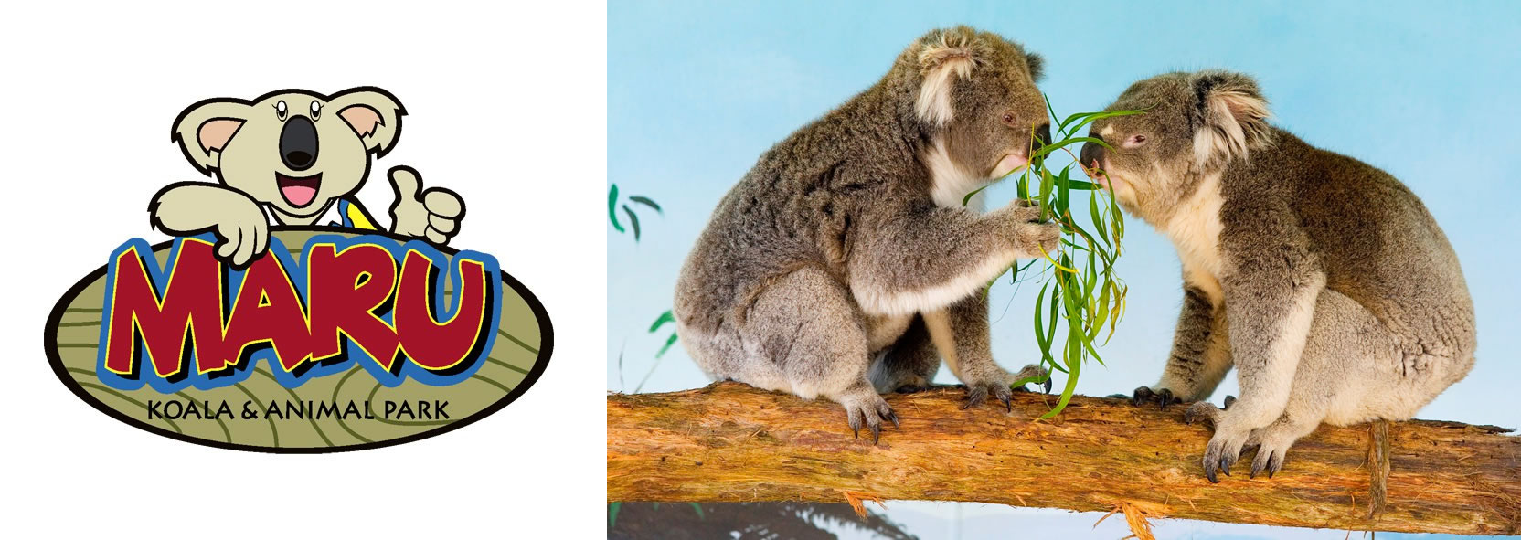 Maru Koala Park and Pirate Pete's Mini Golf | Open & Tickets