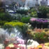 Melbourne Wholesale Flower Market Tour