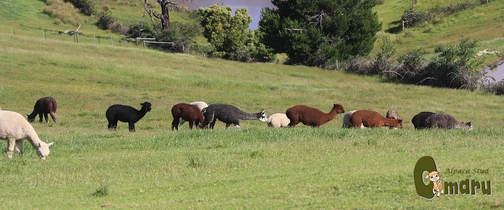 Omaru Alpaca Stud