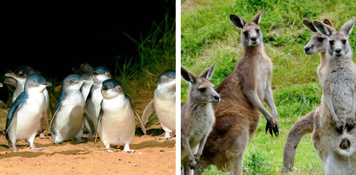 Phillip Island Penguin Parade + Maru Park Animal Sanctuary inc Transport from Melbourne Phillip Island Penguin Parade + Maru Park Animal Sanctuary inc Transport from Melbourne