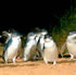 Phillip Island Penguin Parade + Maru Park Animal Sanctuary inc Transport from Melbourne