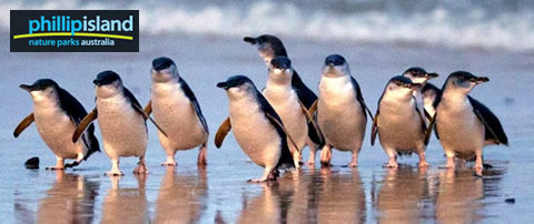 Penguin Parade & Entry - Phillip Island Nature Parks