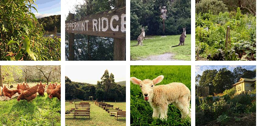 Peppermint Ridge Farm