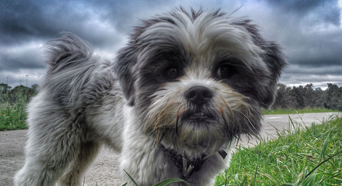 Pet Services Guide | Australia
