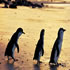 Great Ocean Road + Phillip Island Tour - 3 Days, 2 Nights