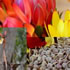 Pomonal Village Market - Halls Gap