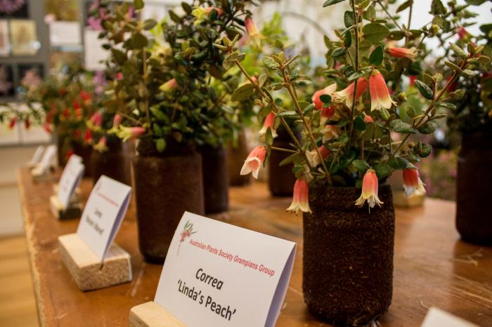 Pomonal Native Flower Show 2026