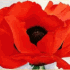 Remembrance Day 2025