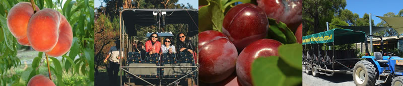 Farm Tours & U Pick Fruit | Rayners Orchard Farm Tours & U Pick Fruit | Rayners Orchard