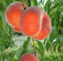 Rayners Orchard
