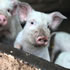 Rain, Hayne & Shine Farmyard