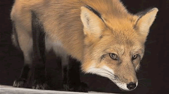 Red Fox | Melbourne
